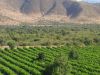Carignan y Tinta País son un viaje a las raíces del vino&nbsp;chileno