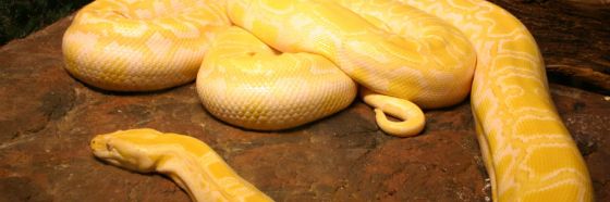 Ophidia, relato de Gustavo Díaz Solís