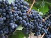 El malbec gusta por su sabor&nbsp;dulzón