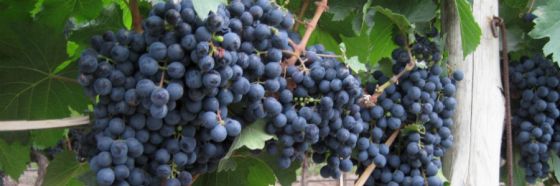 El malbec gusta por su sabor dulzón