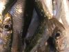 6 razones para comer&nbsp;sardinas