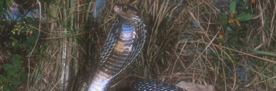 La sangre de cobra es el afrodisíaco ideal en Indonesia