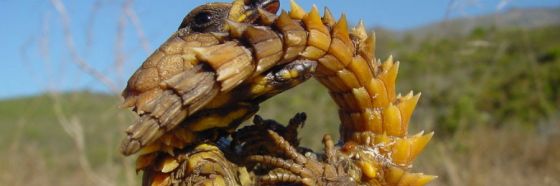 La mano junto al muro, Guillermo Meneses 