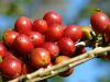 3 secretos de Geisha uno de los cafés más exclusivos del&nbsp;mundo