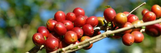 3 secretos de Geisha uno de los cafés más exclusivos del mundo