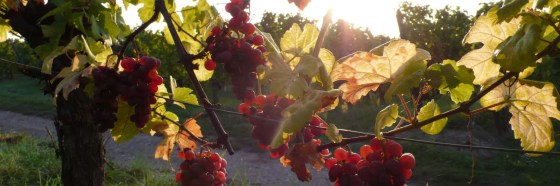 3 curiosidades sobre la cepa Gewürztraminer y sus vinos 3 curiosidades sobre la cepa Gewürztraminer y sus vinos