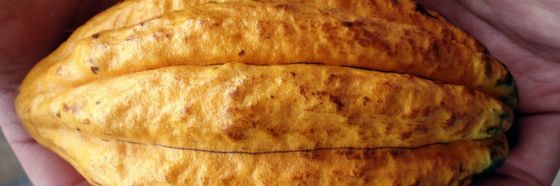 La Semana del cacao debuta de la mano de KKO Real