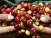 3 curiosidades sobre el café Antigua de&nbsp;Guatemala