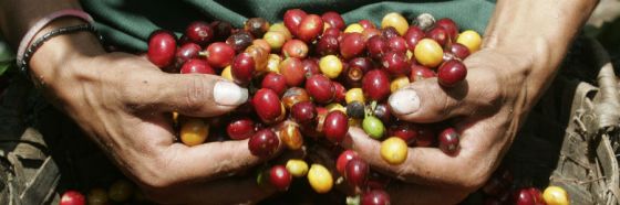 3 curiosidades sobre el café Antigua de Guatemala