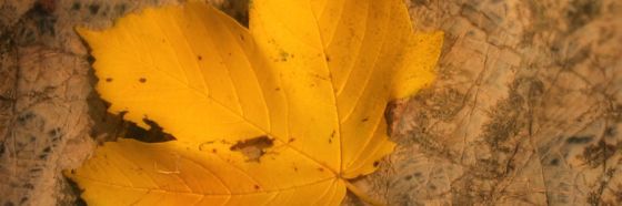 Todo lo que tengo, Gonzalo Chirinos Todo lo que tengo, Gonzalo Chirinos