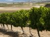 4 razones para enamorarse de los vinos de La&nbsp;Rioja