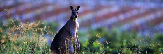 8 alternativas de disfrute enogastronómico en Australia 8 alternativas de disfrute enogastronómico en Australia penfolds