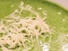 Crema de espinaca