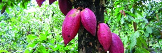 5 productos estrellas de la despensa zuliana