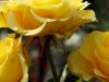 3 rosas amarillas, Raymond&nbsp;Carver