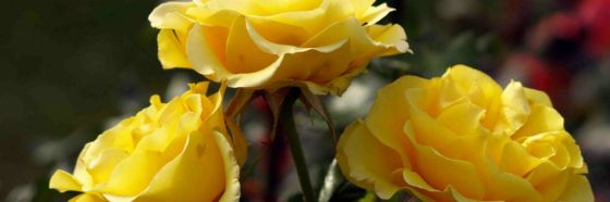 3 rosas amarillas, Raymond Carver