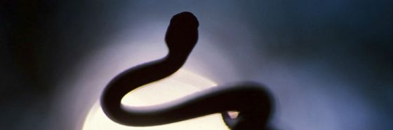 Lower River y el regreso de Paul Theroux