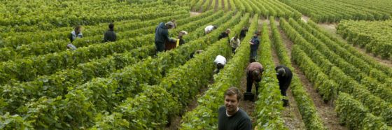 viñedo champagne laurent perrier vineyard