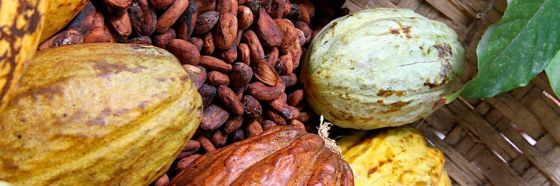 plan cacao de nestlé