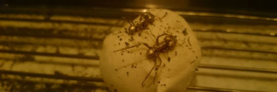 amazonic ants chef alex atala dom sao paulo