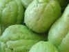 La chayotera (Sechium&nbsp;edule)