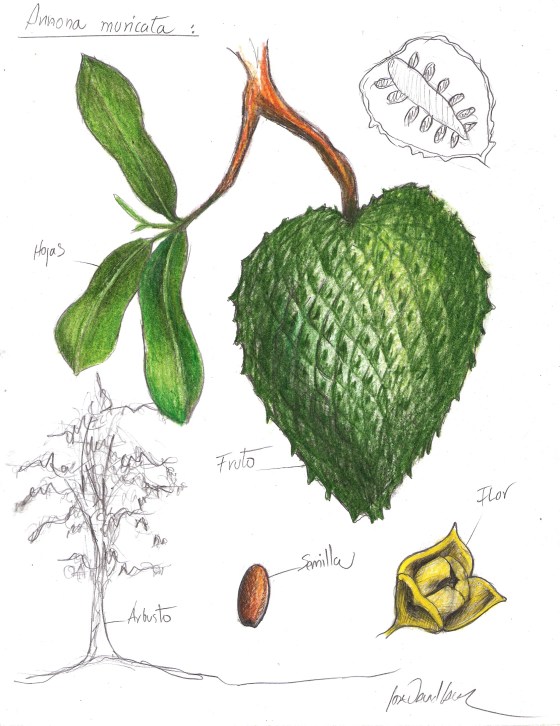 guanábana by José David Lacruz