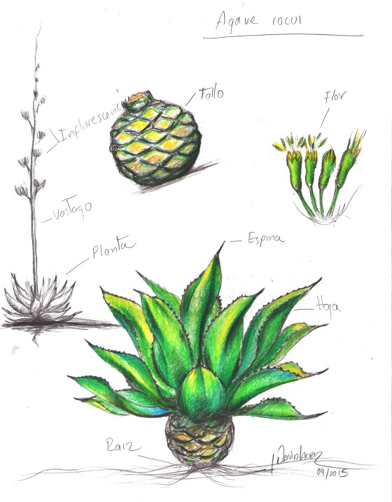 ilustracion agave cocuy trelease