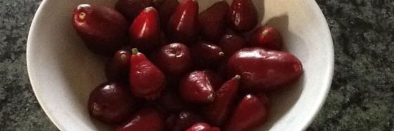 pomagas cuaderno gastrobotanico 1