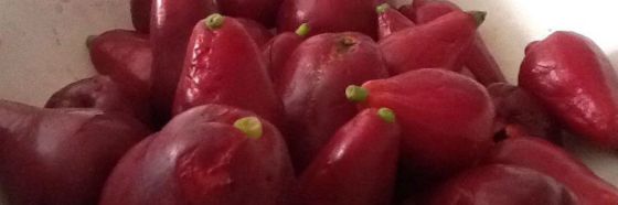 pomagas valentina inglessis