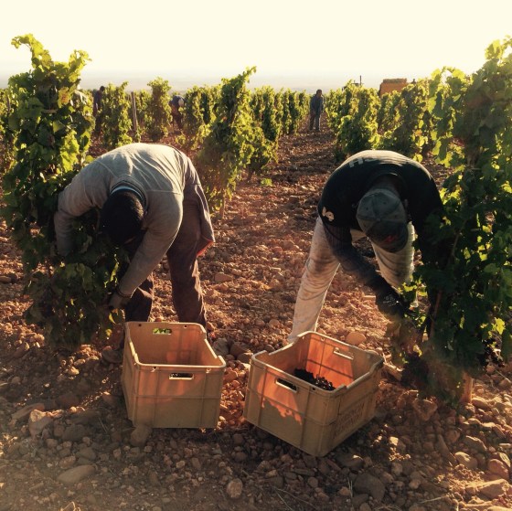 2015 VALMIRA - Monte de Yerga - Alfaro II