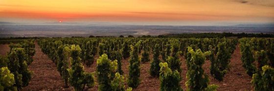 vineyard spain rioja dawn