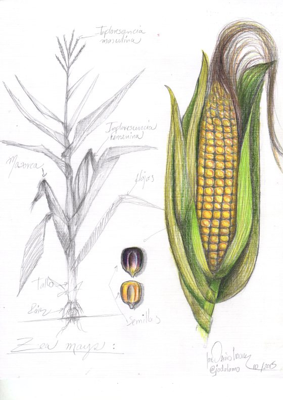 corn cobb drawing