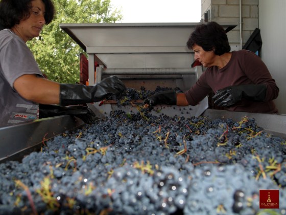 grape selection montalcino tuscany col dorcia