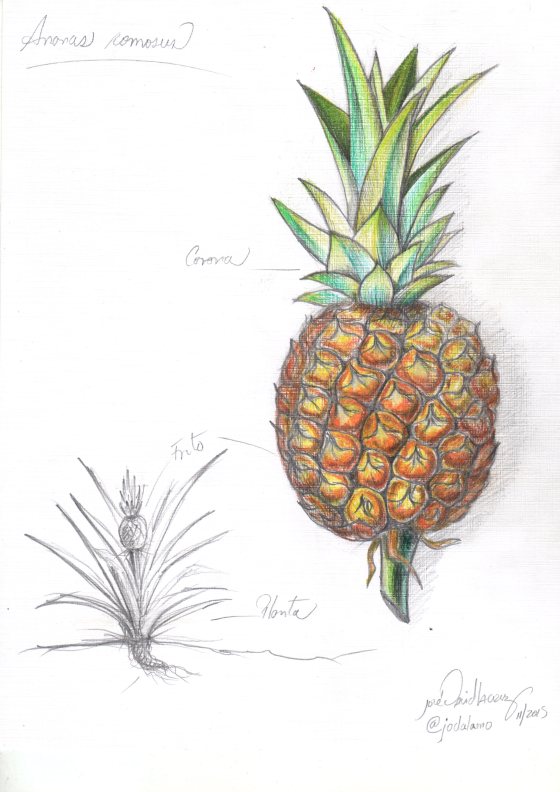piña por jose david lacruz