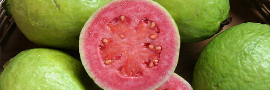 guava gastrobotanica rodrigo de la calle valentina inglessis