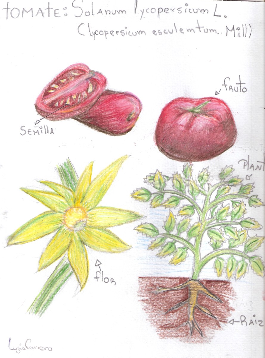 tomato drawing