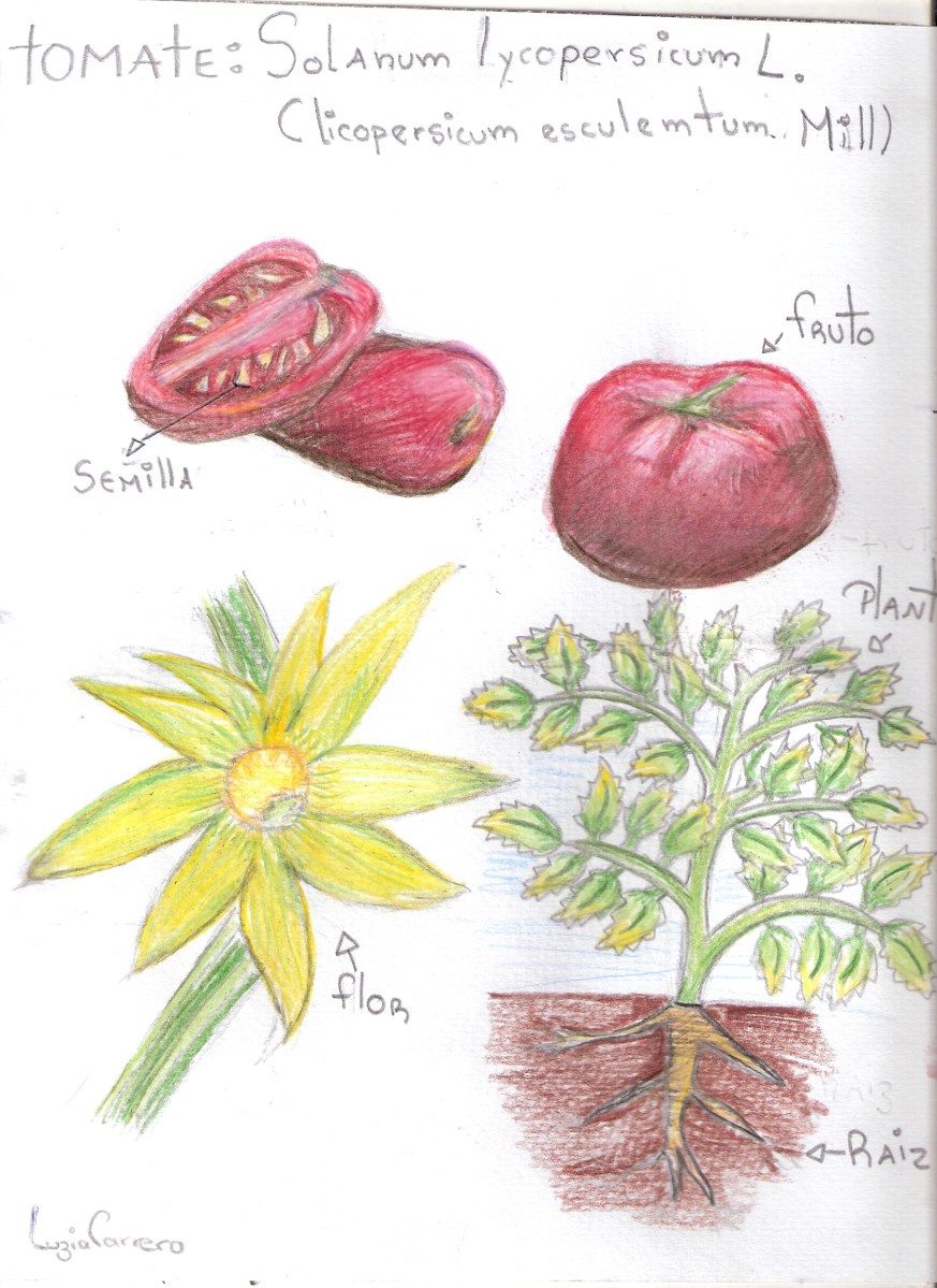 tomato drawing