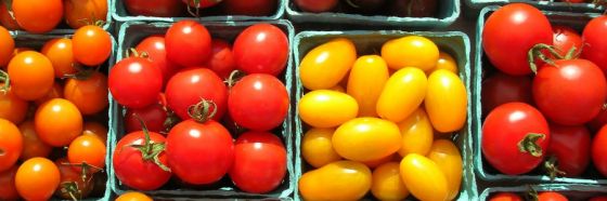 different breed tomatos