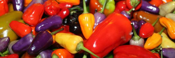 esnobgourmet_cuaderno_gastrobotanico_aji_capsicum