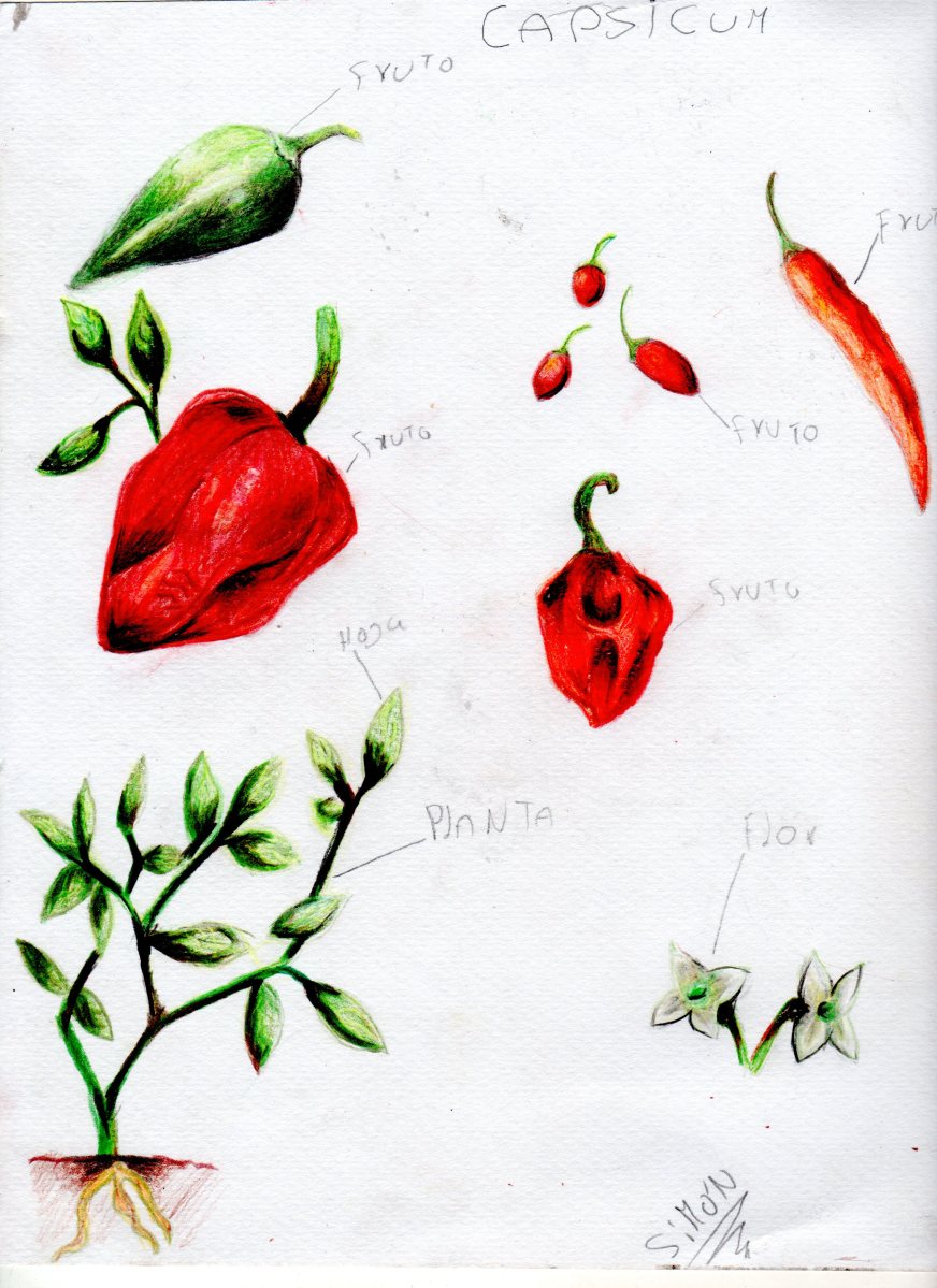 esnobgourmet_dibujo_aji_simon_carrero_inglessis