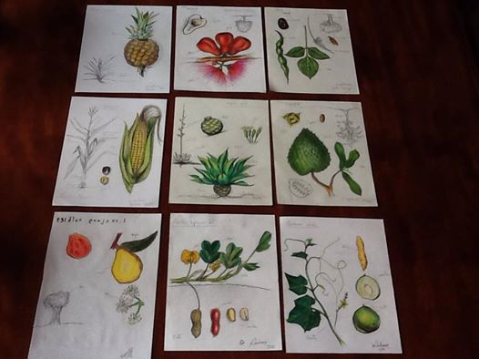 esnobgourmet_dibujos_vegetales_gastrobotanica