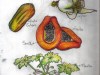 El olor de la papaya (Cuaderno gastrobotánico + apunte&nbsp;personal)