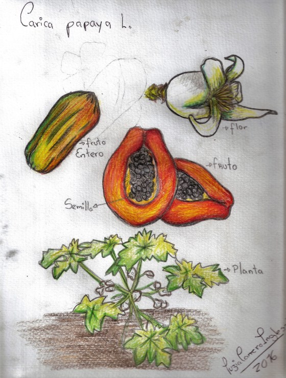 esnobgourmet_ilustracion_lechosa_papaya