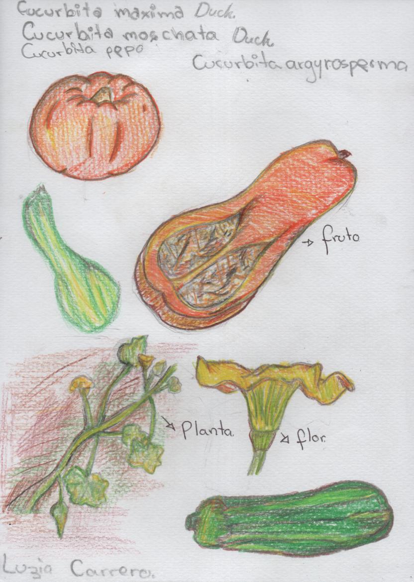 esnobgourmet_calabazas_ilustracion_luzia_carrero_inglessis