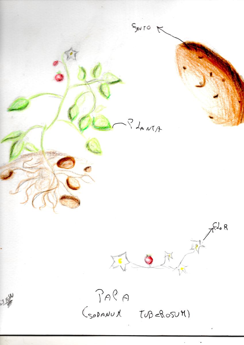 esnobgourmet_ilustracion_papa_cuaderno_gastrobotanico