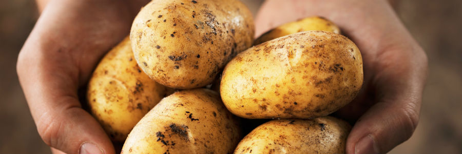 esnobgourmet_papa_mejor_regalo_america_al_mundo