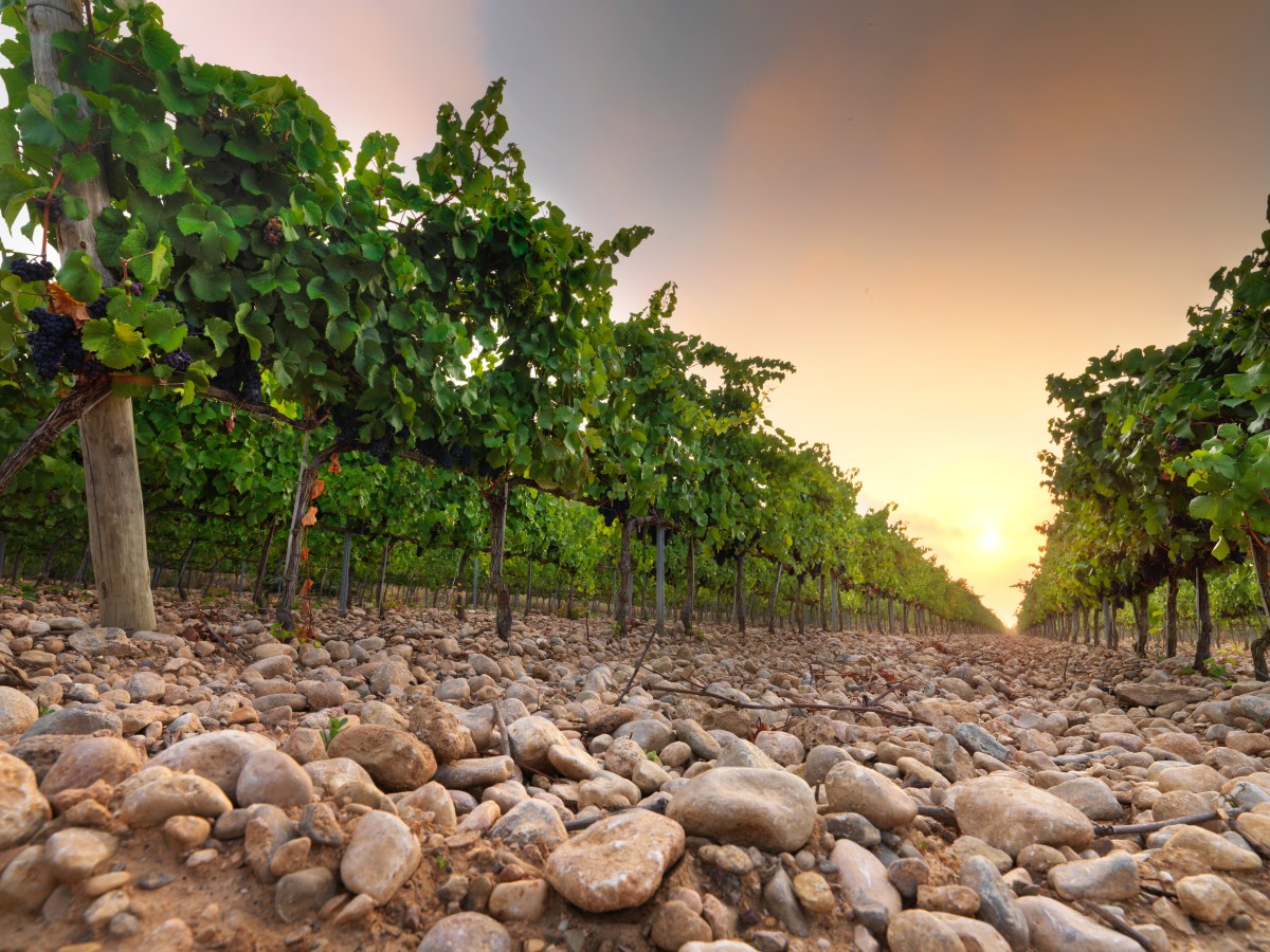 esnobgourmet-vid-cuaderno-gastrobotanico-vinedo