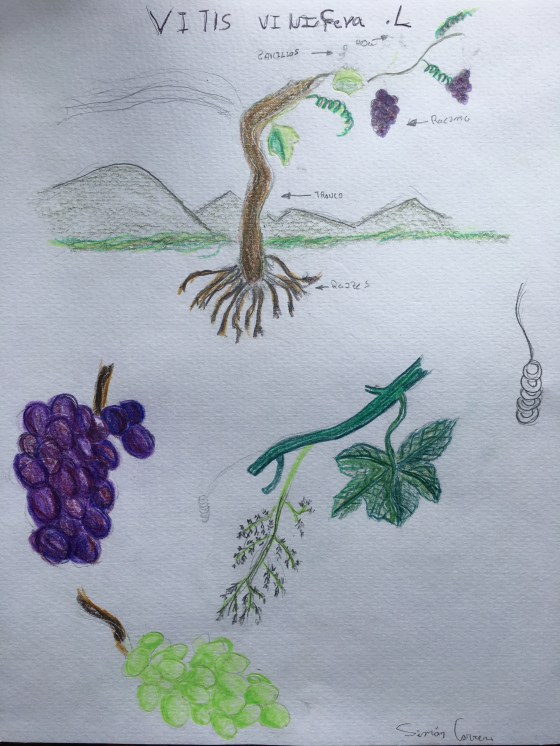 esnobgourmet-vitis-vinifera-dibujo-drawing-cuaderno-gastrobotanico
