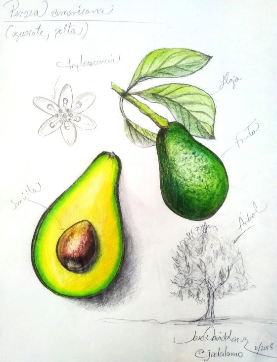  esnobgourmet ILUSTRACION AGUACATE JOSE DAVID cuaderno gastrobotanico