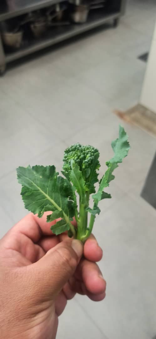 apuntes belleza gastronomia huerta plato chef Nelson Castro merida huerto